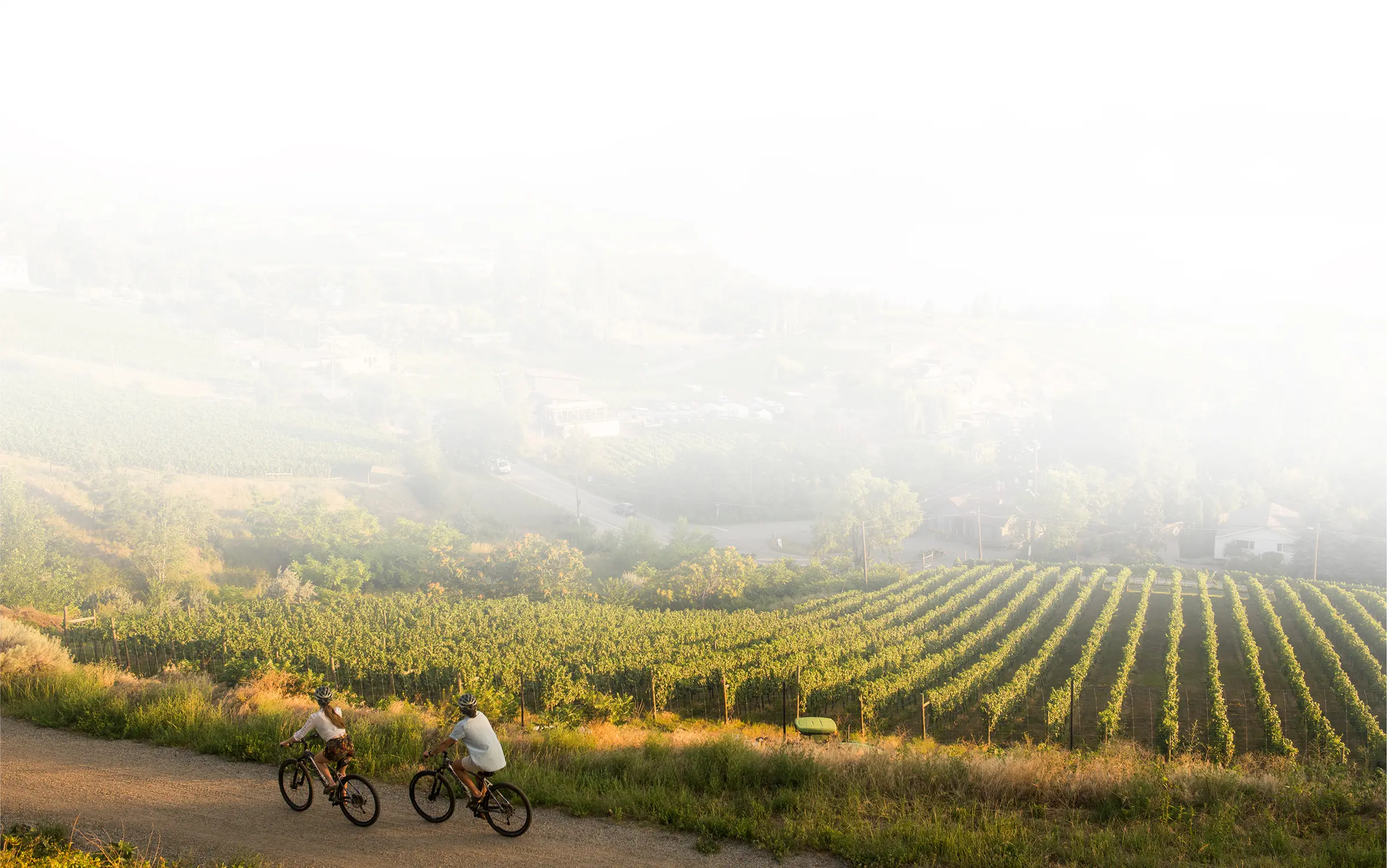 cycling in the vineyards